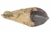 Rooted Triceratops Tooth - South Dakota #70135-2